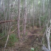 Paddock lanes through the Poplar Forests